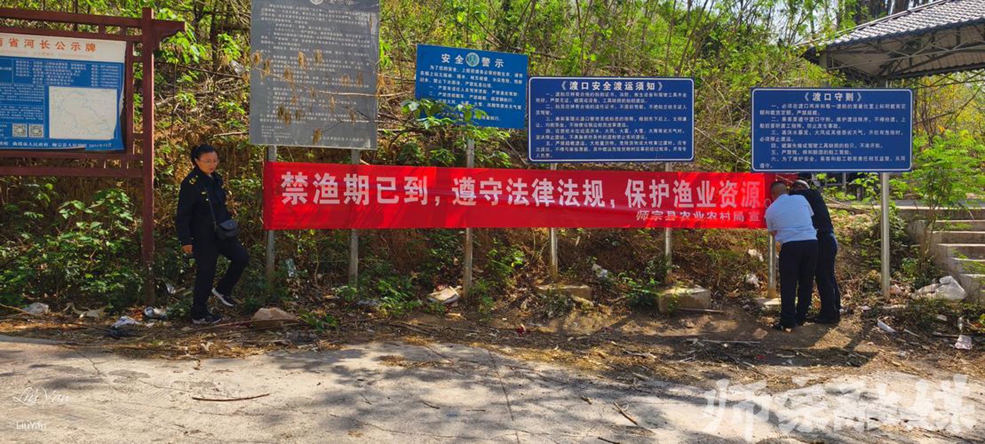 张木发盆栽